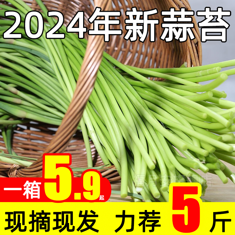 2024新鲜现摘蒜苔河南红帽脆嫩蒜薹当季农家蔬菜短蒜苔5斤整箱