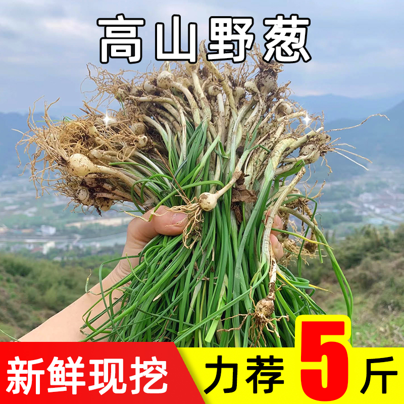 贵州新鲜野葱野菜当季蔬菜胡葱野生小根蒜沙葱苦蒜薤白野小葱青蒜