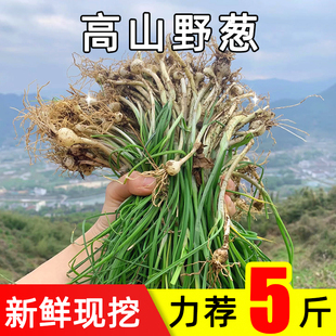 贵州新鲜野葱野菜当季蔬菜胡葱野生小根蒜沙葱苦蒜薤白野小葱青蒜