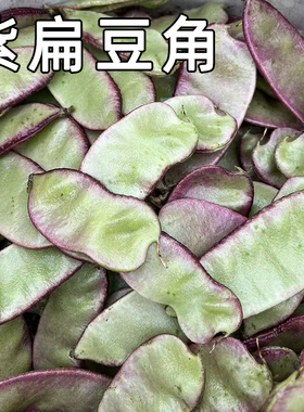 紫边扁豆角新鲜现摘农家露天时令当季蔬菜红扁豆荚芸豆峨眉豆特产