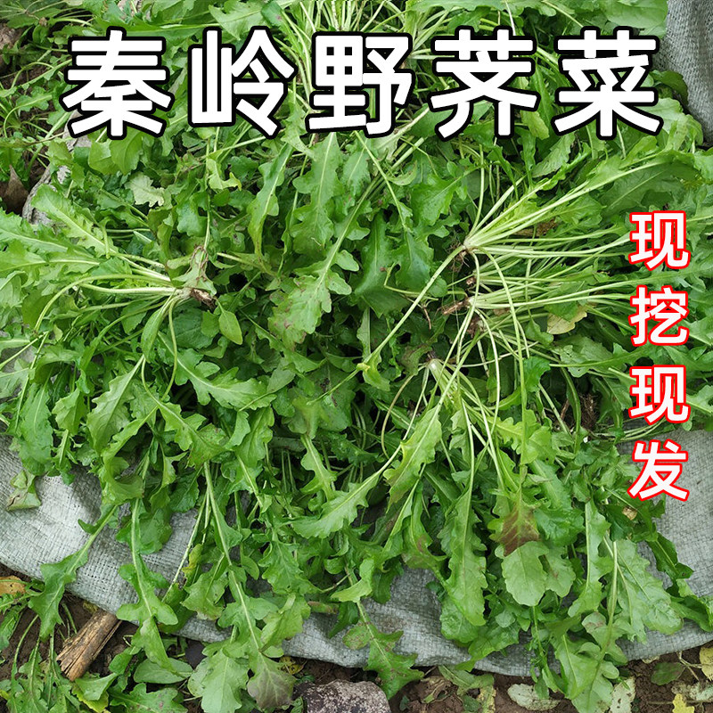 现挖新鲜野生荠荠菜3饺子馅芥菜