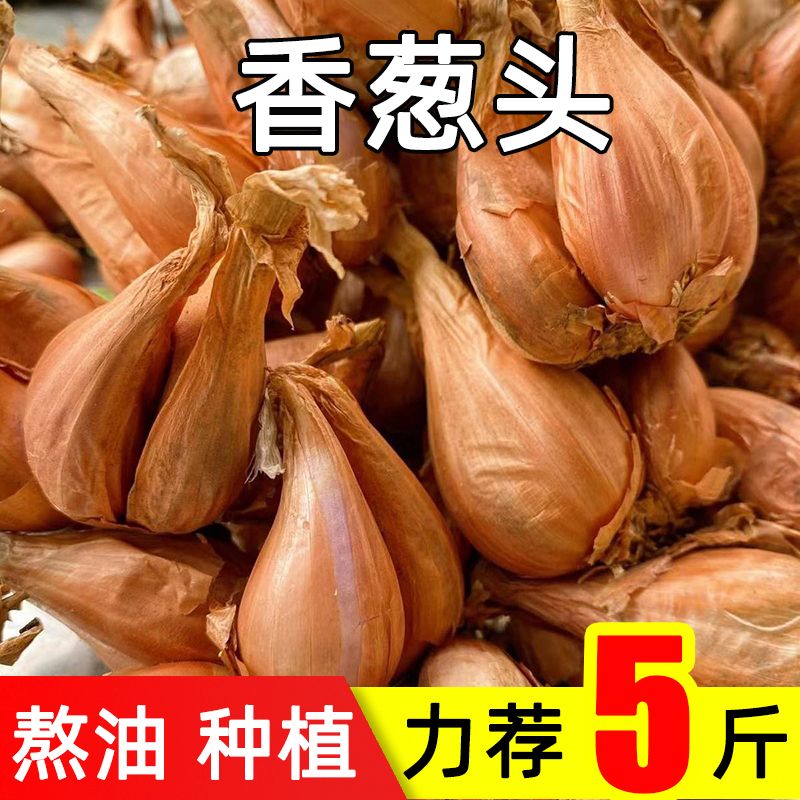 正宗香葱头盆栽种植种子食用混沌粉肠榨油熬油葱酥火葱蔬菜小黄葱