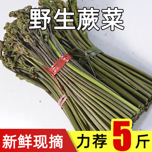 野生新鲜现摘蕨菜龙爪菜拳头菜山野菜当季蔬菜整箱现货甜蕨菜5