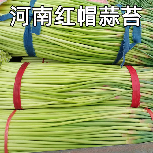 蒜苔河南新鲜脆嫩短苗当季蔬菜