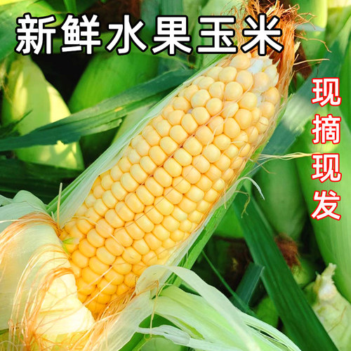 新鲜现摘水果金银甜玉米