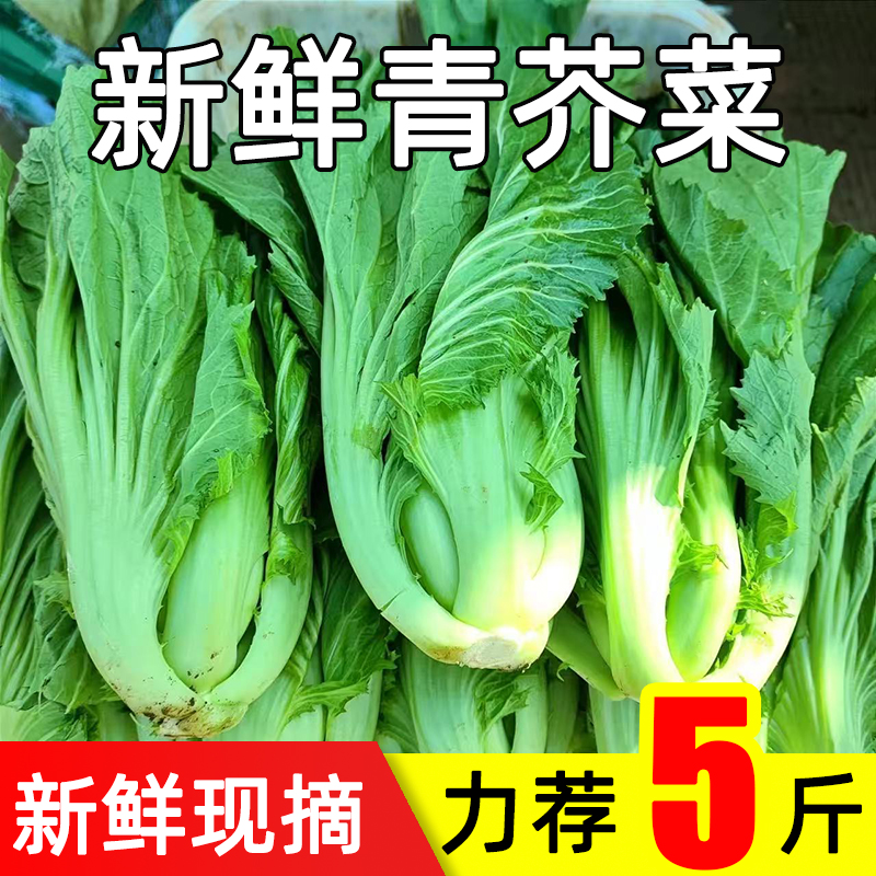 贵州高山新鲜现砍青芥菜农家自种当季大叶包心芥菜可做泡酸菜蔬菜