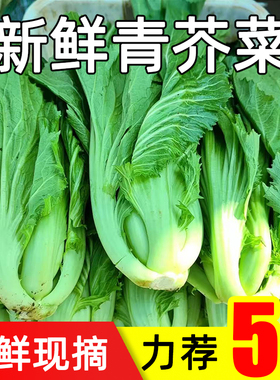 贵州高山新鲜现砍青芥菜农家自种当季大叶包心芥菜可做泡酸菜蔬菜