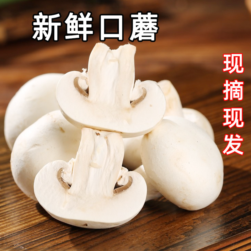 新鲜口蘑现摘双孢菇白蘑菇菌菇食用火锅烧烤食材时令蔬菜整箱批发