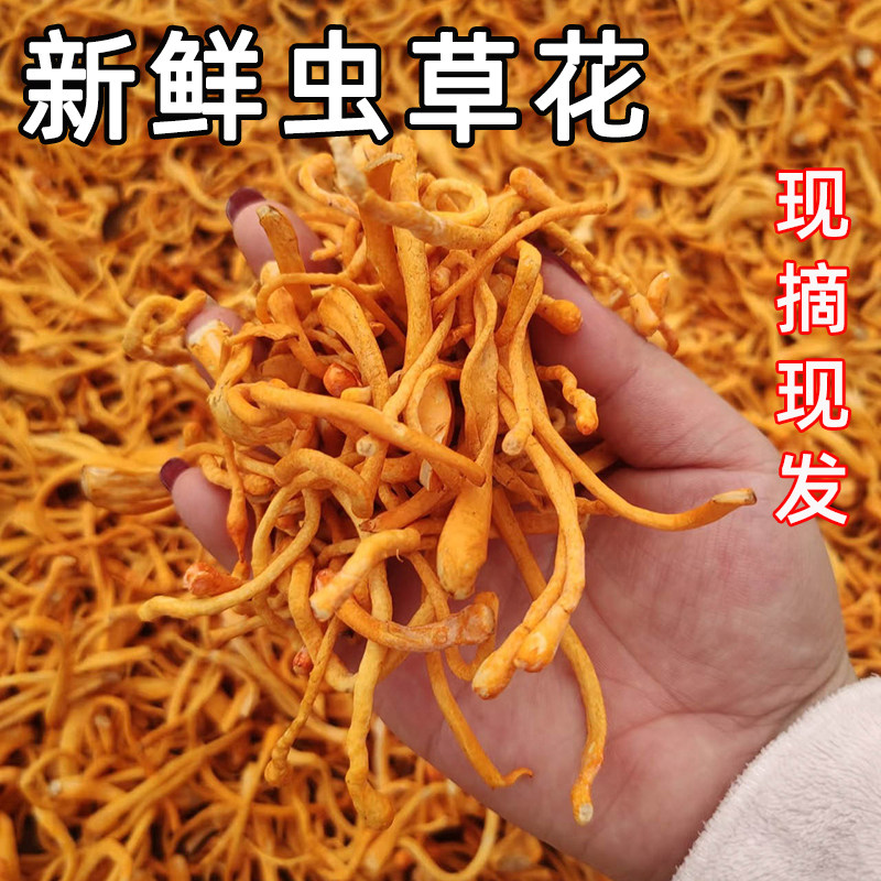 虫草花鲜货新鲜湿虫草花金北蛹虫草菇孢子头菌类煲汤食材商用批发