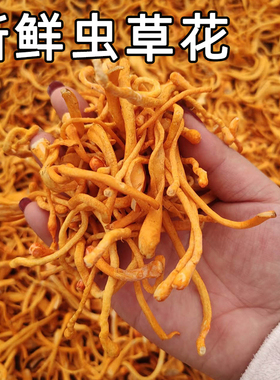 虫草花鲜货新鲜湿虫草花金北蛹虫草菇孢子头菌类煲汤食材商用批发