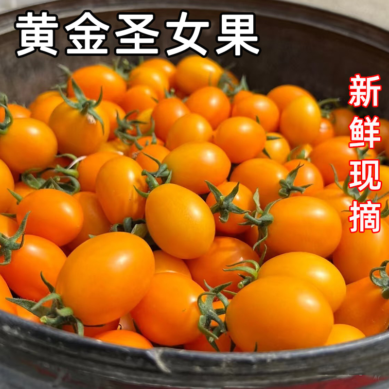 黄金圣女果新鲜现摘黄色樱桃小番茄甜西红柿应季生吃水果整箱包邮