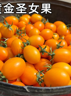 黄金圣女果新鲜现摘黄色樱桃小番茄甜西红柿应季生吃水果整箱包邮