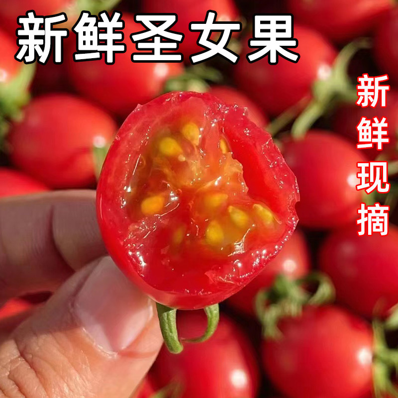 新鲜圣女果现摘小番茄酸甜生吃水果当季5柿子千禧蔬菜自然熟蔬菜
