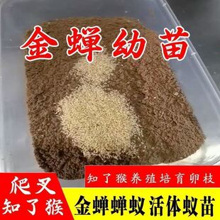 金蝉幼苗知了猴种子金蝉种卵爬叉苗金蝉养殖活体蝉蚁孵化好蝉卵枝