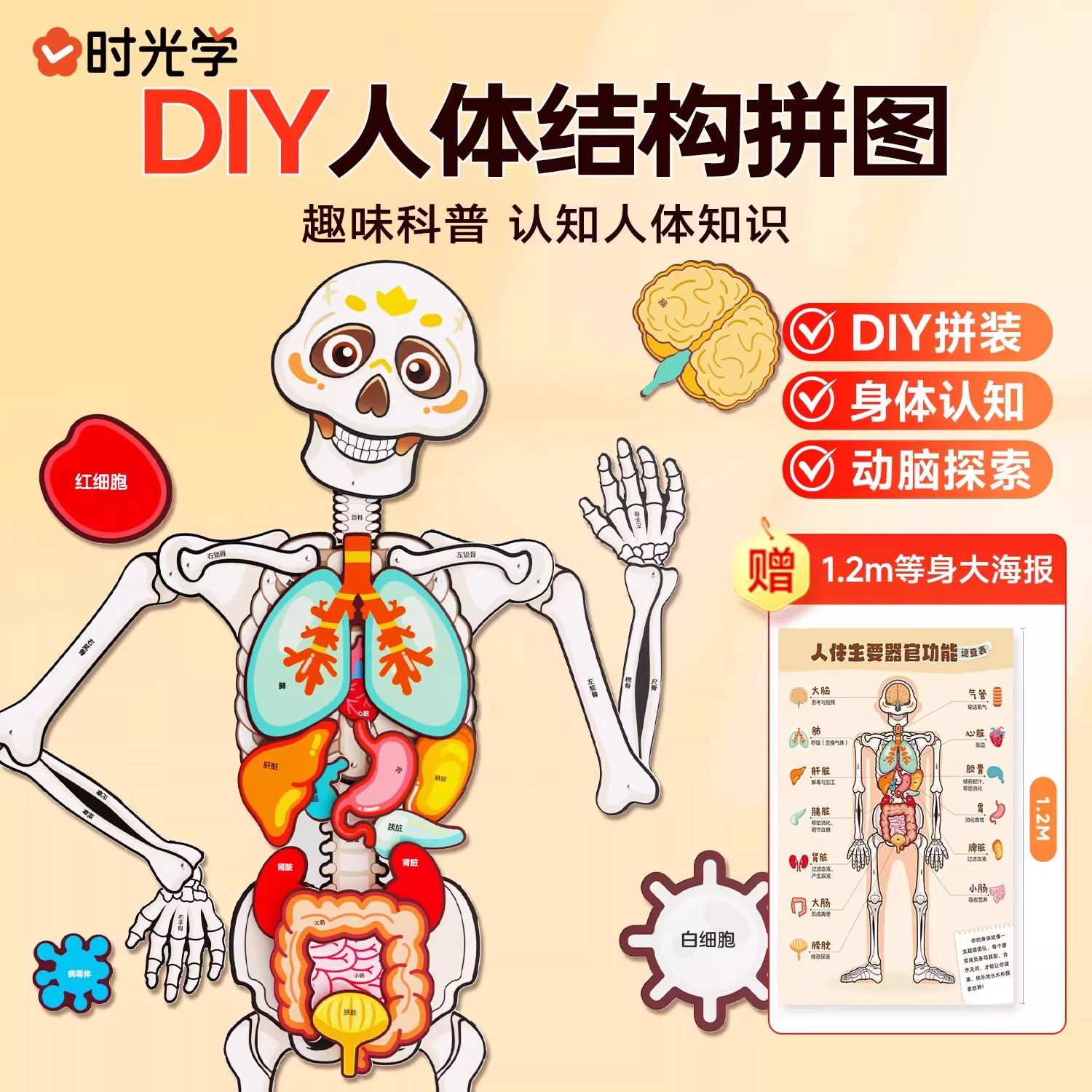 时光学人体结构拼图3-6岁儿童早教身体结构认知器官科普玩具益智拼图板幼儿园早教教具认知人体骨架五脏模型器官身体脏器拼图DIY