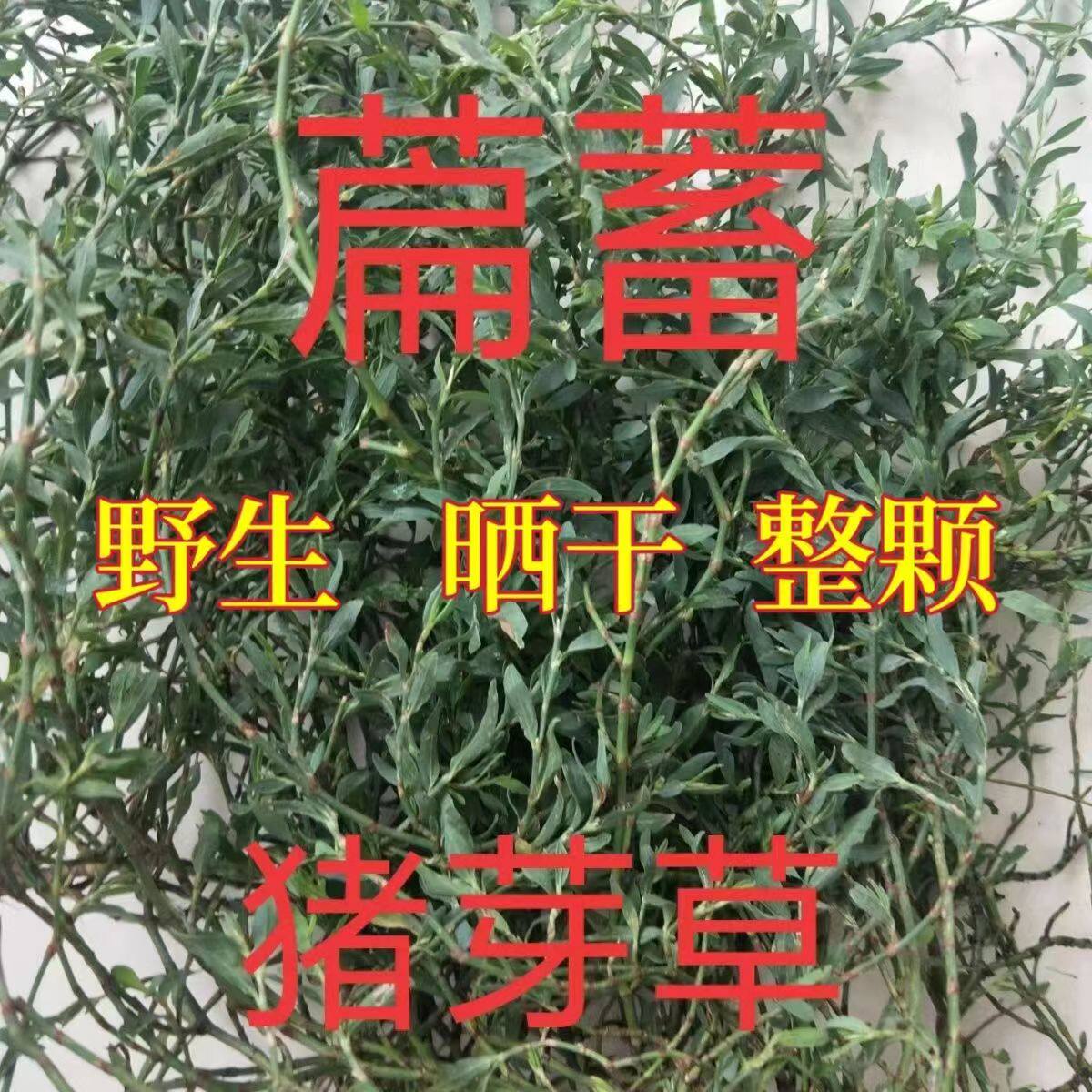萹蓄 中药材扁蓄百节草扁竹节草七星草500克包邮古干整枝