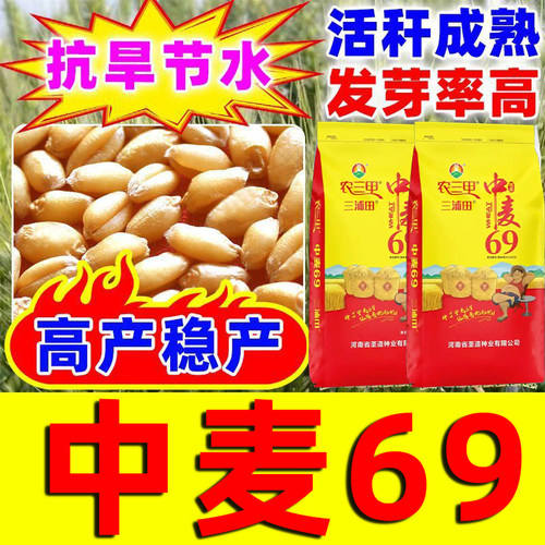 中麦69小麦种子矮杆大穗冬性小麦种子原装正品中麦69麦种抗倒伏