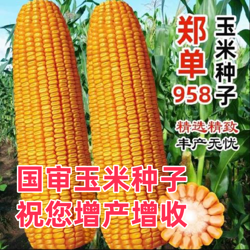 郑单958玉米种子国审正品三系制种更高产四川湖北南山东河南好种