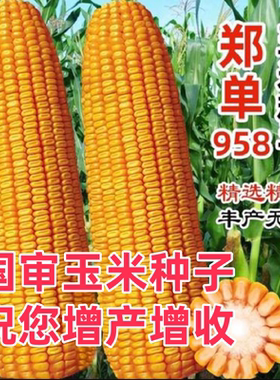 郑单958玉米种子国审正品三系制种更高产四川湖北南山东河南好种