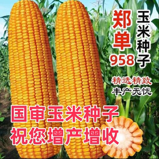 郑单958玉米种子国审正品三系制种更高产四川湖北南山东河南好种