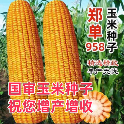 郑单958玉米种国审大棒种子