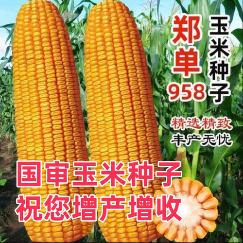 郑单958玉米种国审大棒种子