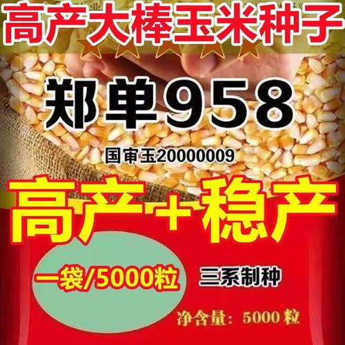 玉米种子高产大棒子玉米种子