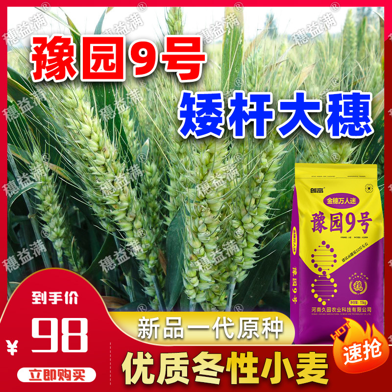 豫园9号小麦种子高产矮杆大穗抗倒伏抗病抗寒耐旱半冬性小麦种子