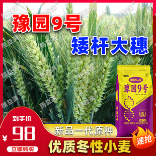 豫园9号小麦种子高产矮杆大穗抗倒伏抗病抗寒耐旱半冬性小麦种子