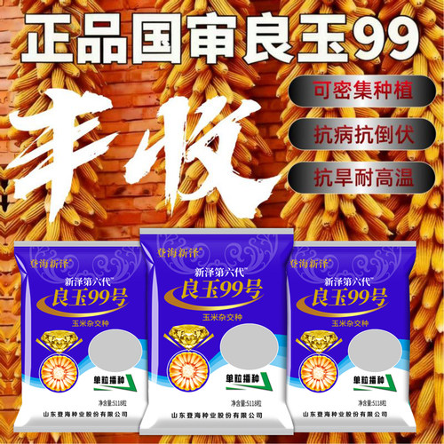 登海高产玉米种子良玉99第六代
