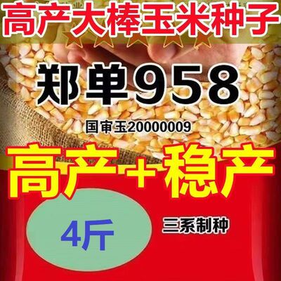 国审玉米郑单958高产大棒