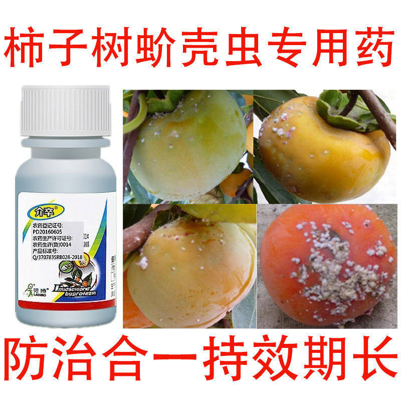 柿子蚧壳虫专用药柿子树蚧壳虫高效杀虫剂柿子树蚧壳虫强效药专杀