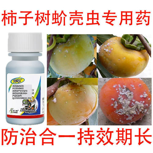 柿子蚧壳虫专用药柿子树蚧壳虫高效杀虫剂柿子树蚧壳虫强效药专杀