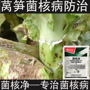 莴笋菌核病专用药莴笋菌核净杀菌剂强效药菌核病杀菌剂强效素农药