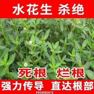 水花生除草剂水花生净水花生克星杀水花生除草剂除草剂水花生