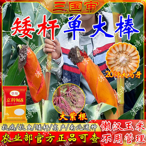 登海高产玉米种子正品京科968