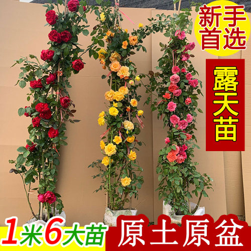 多季蔷薇阳台露天苗大苗庭院爬藤