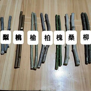 柳树枝核桃树枝桑树枝洋槐树枝桃树枝榆树枝苦楝树枝杨树枝五枝汤
