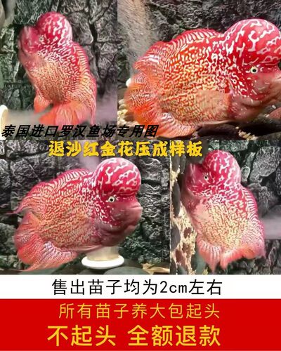 泰国进口金花罗汉鱼苗