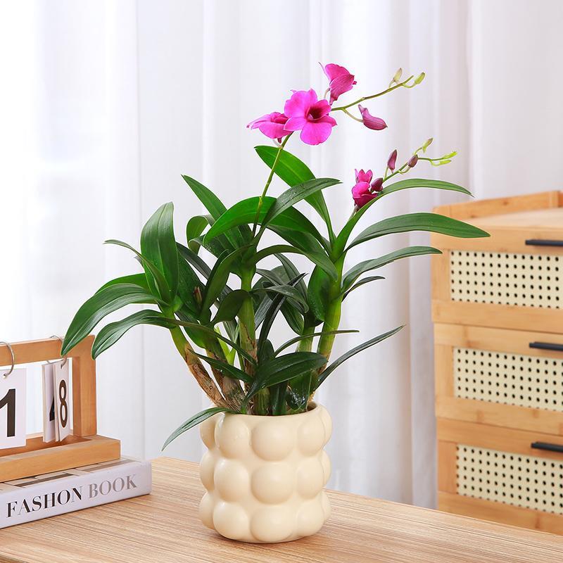 石斛兰盆栽紫色带花箭兰花办公室桌摆易养绿植香水蝴蝶兰观花植物
