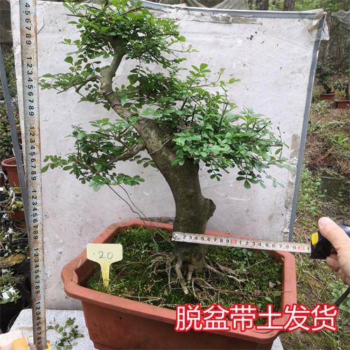 对节白蜡a 树桩盆景 微型观叶小盆栽树苗 对接阳台庭院金弹子包邮