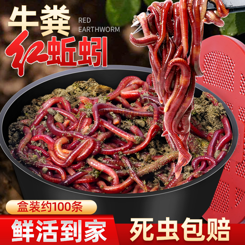 蚯蚓活饵鲜活红虫垂钓鱼饵料鲫鱼鲤鱼野钓黑坑鱼料打窝料鱼食通杀