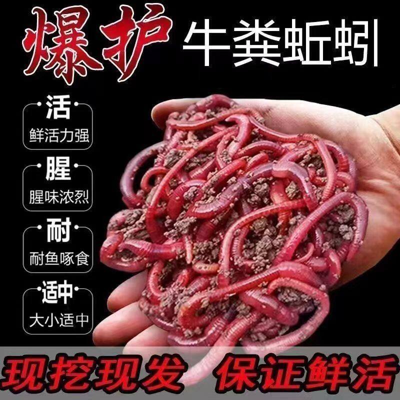 盒装蚯蚓鲜活鱼饵鱼食批发钓鱼渔具大号牛粪饵料红虫垂钓散装活饵