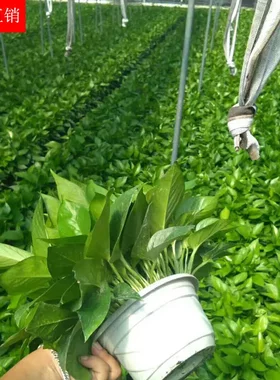 180大绿萝盆栽植物花卉室内绿植水培吊兰绿箩基地