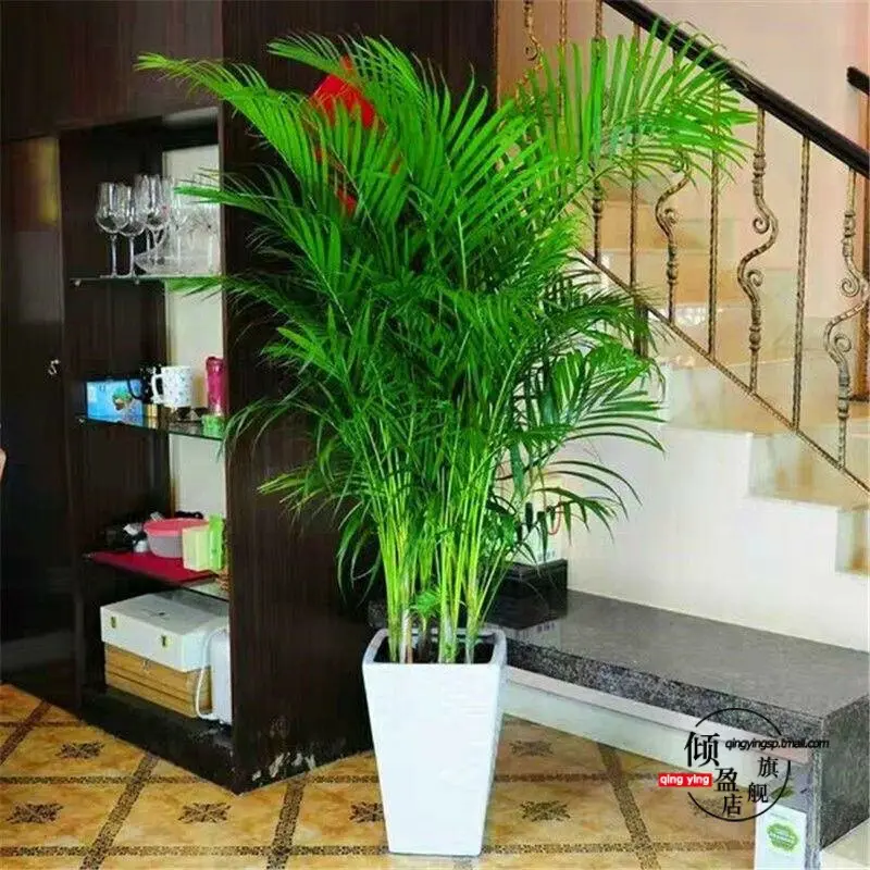 散尾葵盆栽 凤尾竹室内客厅大型绿植 袖珍叶夏威夷盆景富贵椰花卉,鲜花速递/花卉仿真/绿植园艺,造型盆景,淘宝优惠券,粉丝福利购,淘宝优惠卷