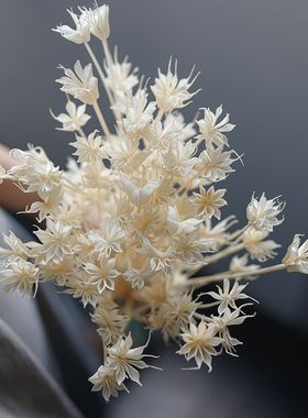 永生八角花白色橙色干花花束配花diy材料插花手工小清新装饰摆件