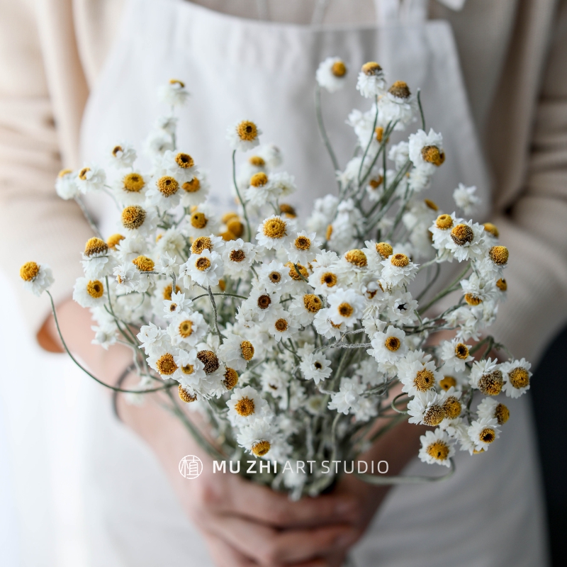 进口野餐田园拍照道具白色雏菊