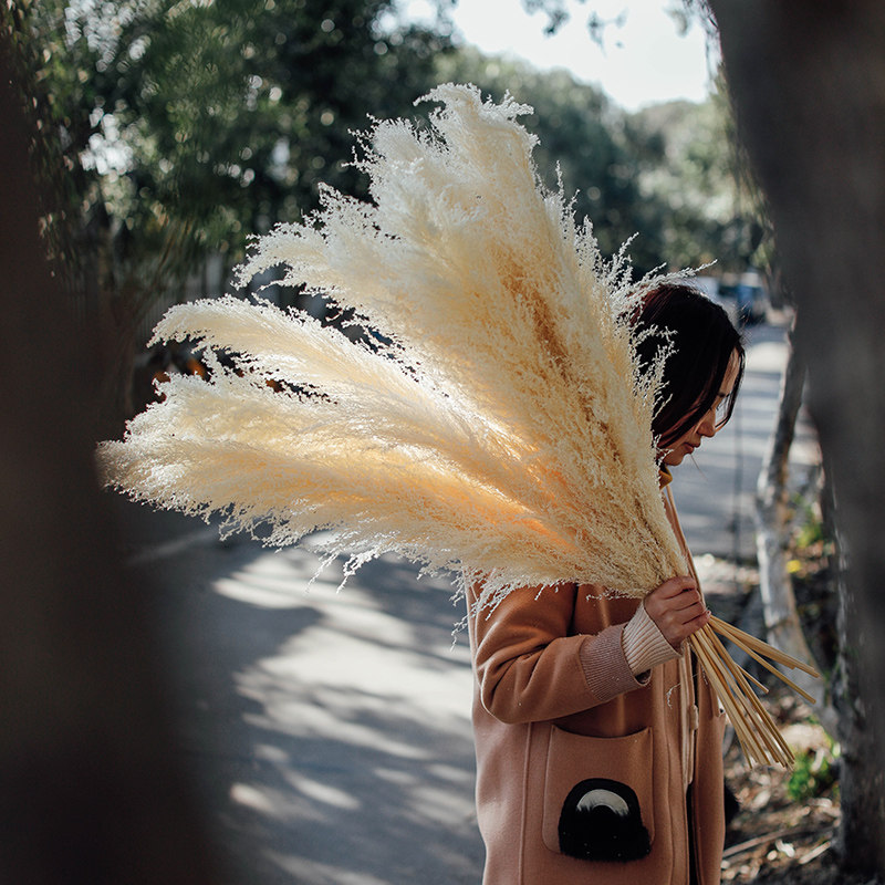 天然野生大网红芦苇草干花花束室内装饰摆件婚庆场景布置拍照蒲苇