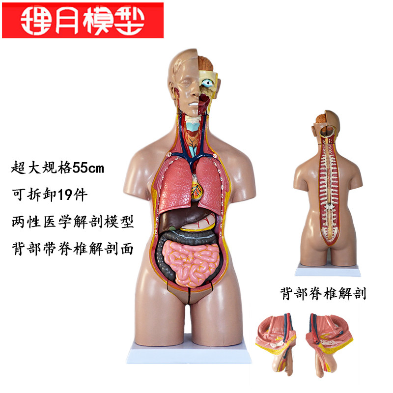 人体内脏模型幼儿认识身体人体模型解剖心脏n骨骼大脑全身结构医