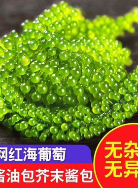 海葡萄即食儿童盐渍海带新鲜凉拌菜水葡萄海洋蔬菜绿色鱼子酱海藻